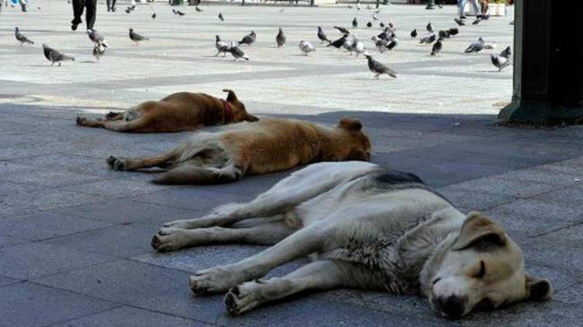 Φρίκη: Θανάτωσαν και έγδαραν σκυλιά στο Αγρίνιο